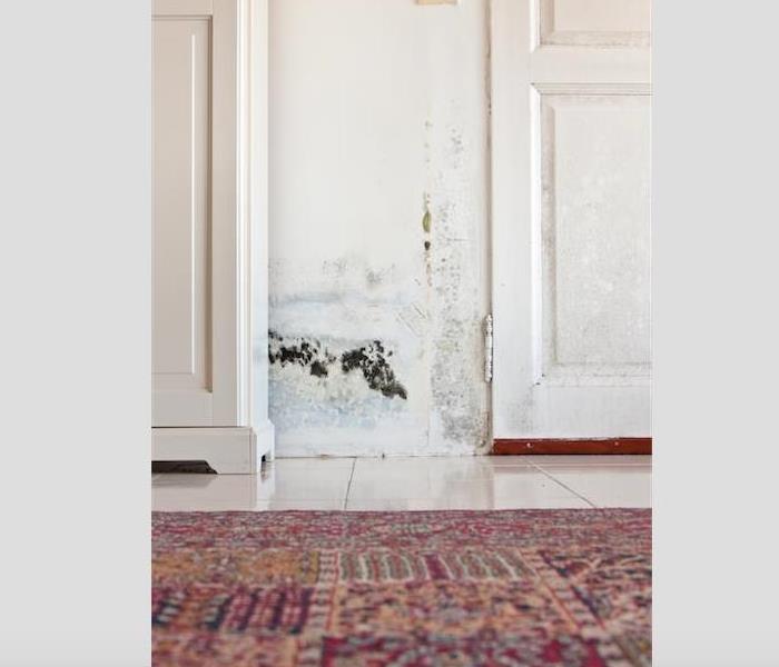 mold damage on a white wall and a red rug on the ground