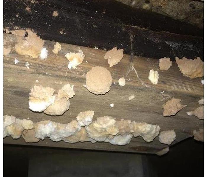 mold growing on wood framing