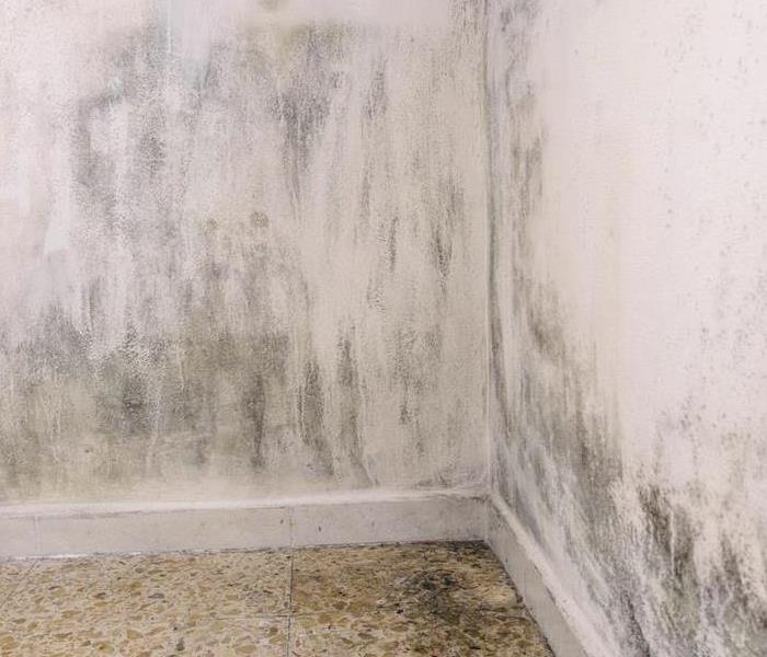 white wall covered with mold damage
