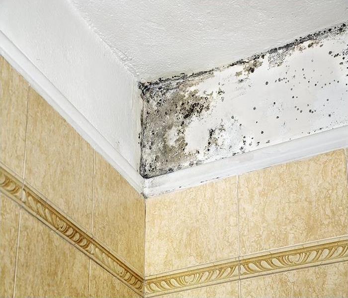 mold damage on a white and yellow wall